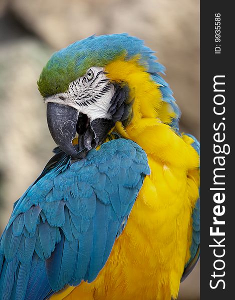 Portrait of a blue and gold macaw