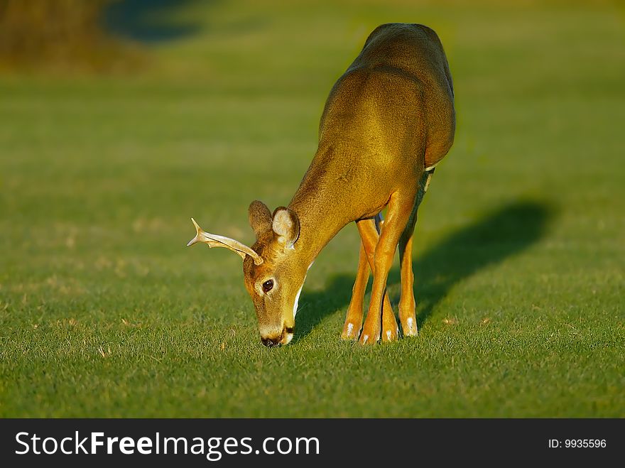 Buck feeding  on grass