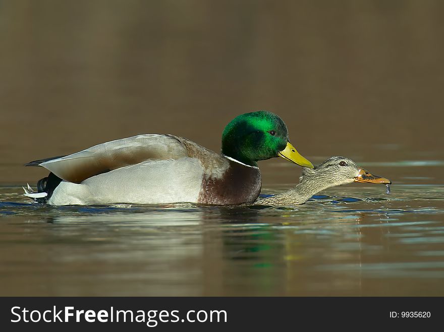 Mallard bites female as he forces mating. Mallard bites female as he forces mating