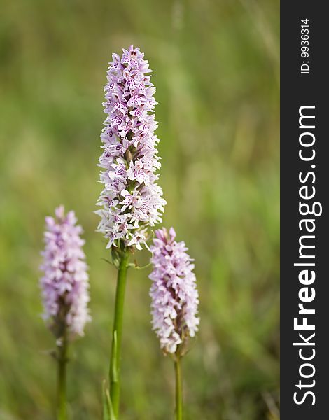 Common spotted orchid flower in a meadow