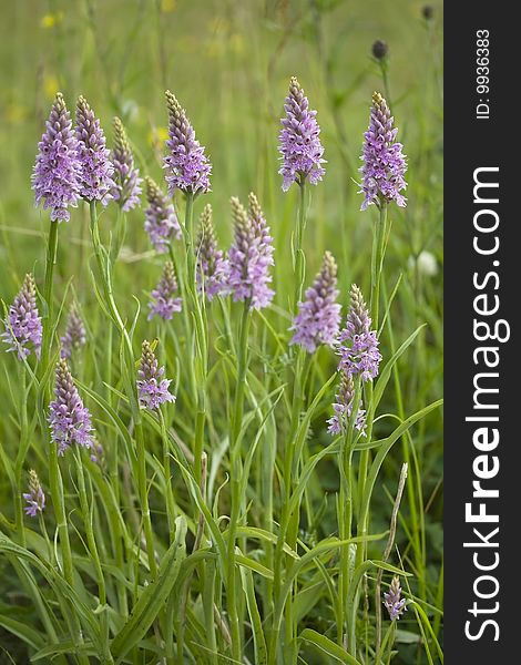 Common spotted orchid flower in a meadow