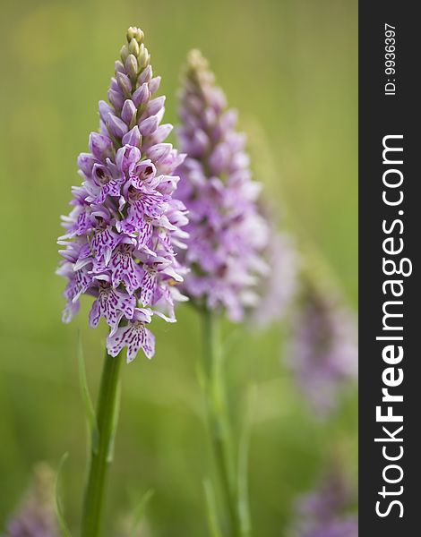 Common spotted orchid flower in a meadow