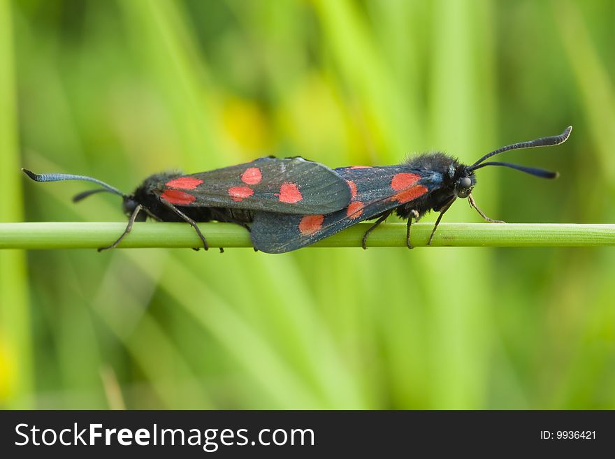 Two five spotted burnet moths mating. Two five spotted burnet moths mating