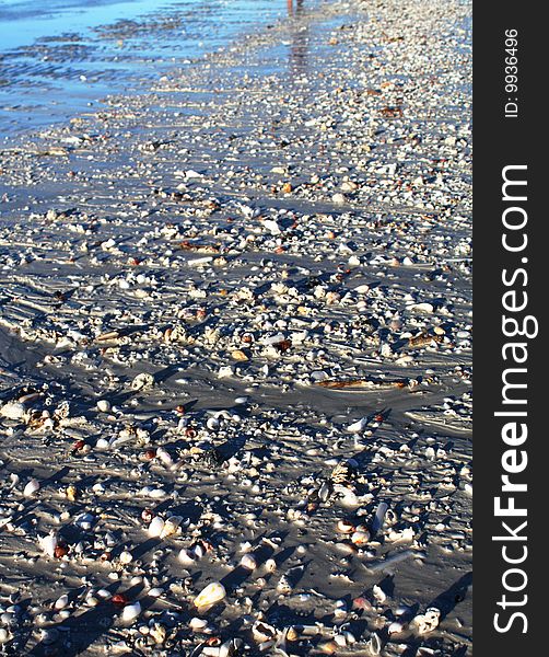 Shells On Beach