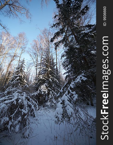 Russian winter in wild forest. Russian winter in wild forest