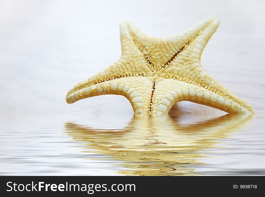 Sea star over textured background. Sea star over textured background