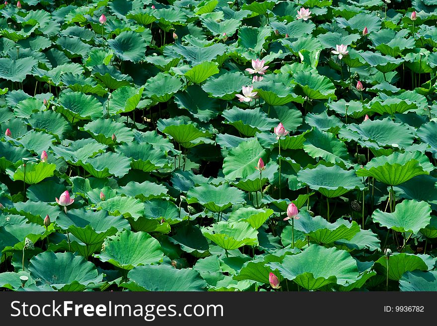 Lotus pond in summer for background