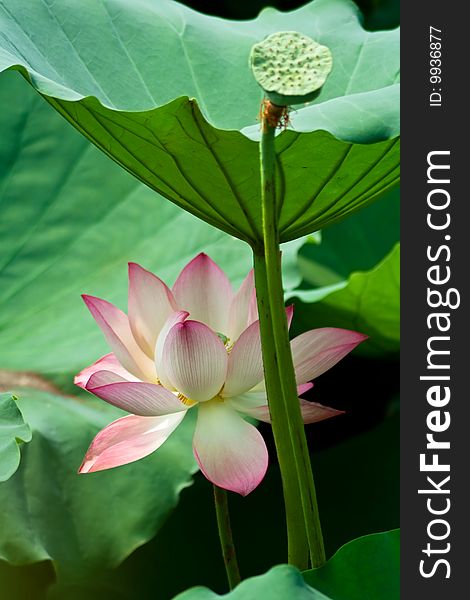 Blooming lotus in summer,pink