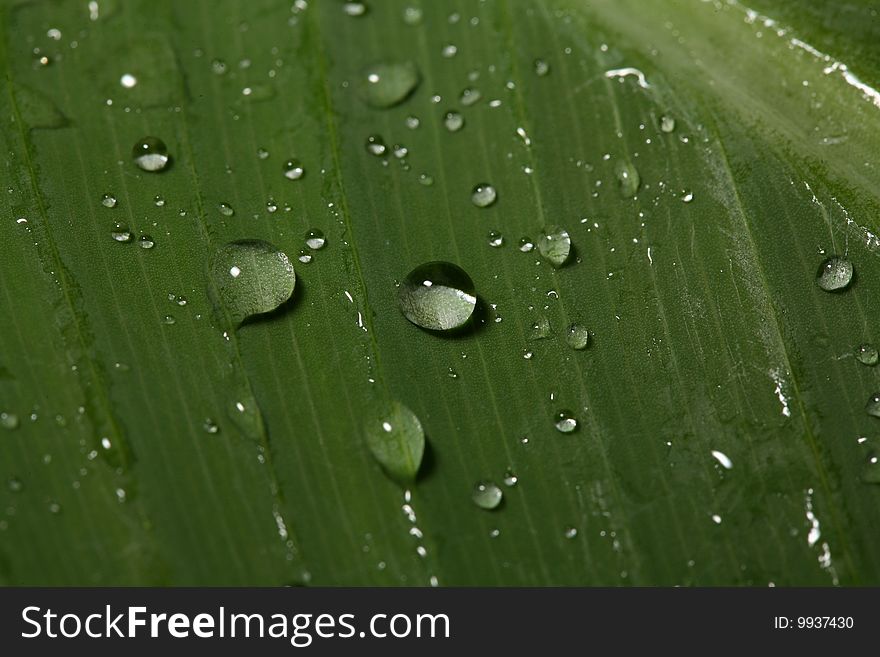 Rain drops on a tropical plant leaf. Rain drops on a tropical plant leaf.