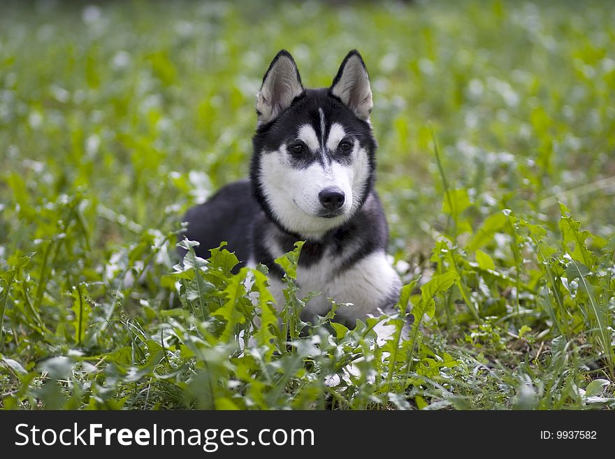 Beautiful dog on green grass