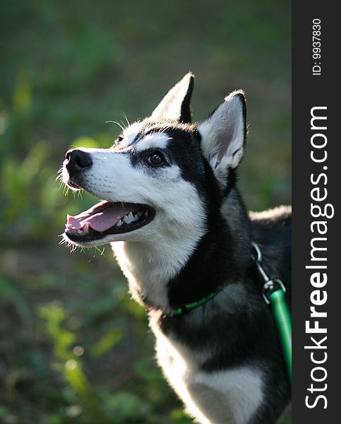 Portrait of siberian husky outdoor. Portrait of siberian husky outdoor