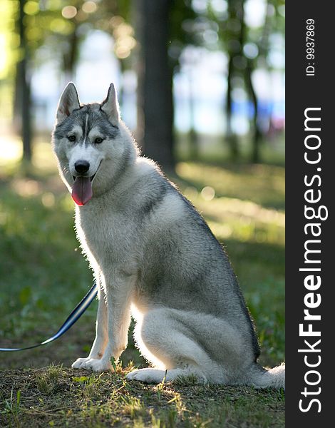 Portrait of siberian husky outdoor. Portrait of siberian husky outdoor