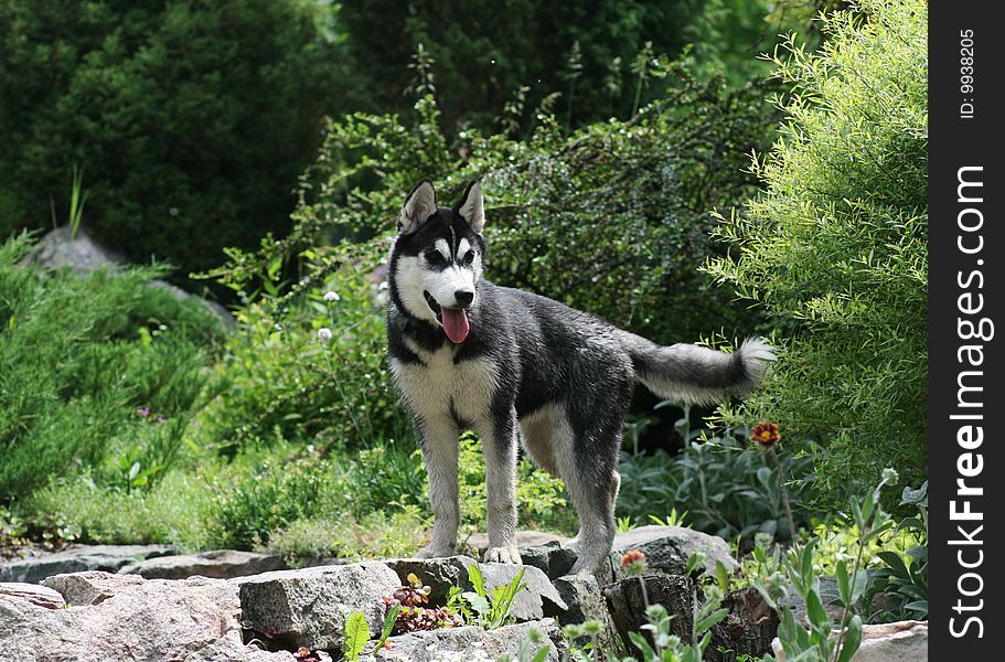 Portrait of siberian husky outdoor. Portrait of siberian husky outdoor