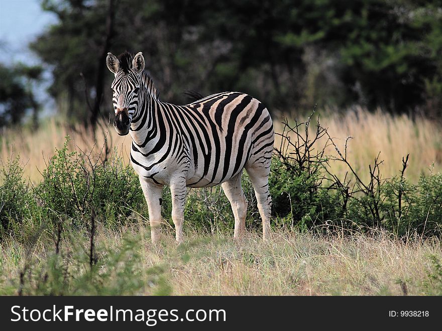 Zebra In Savanna