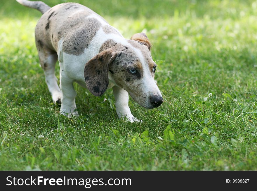 Portrait of dog playing outdoor