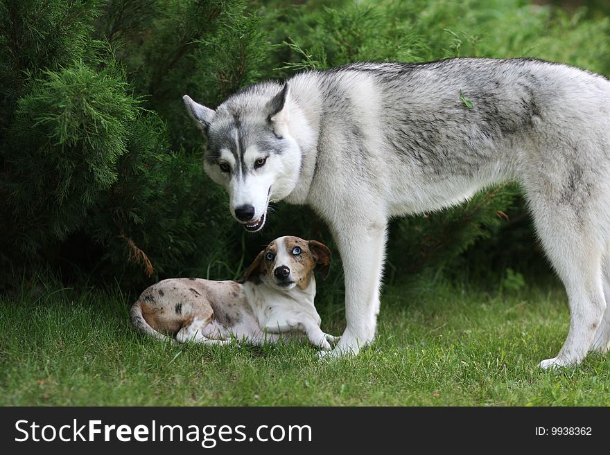 Portrait of dogs playing outdoor