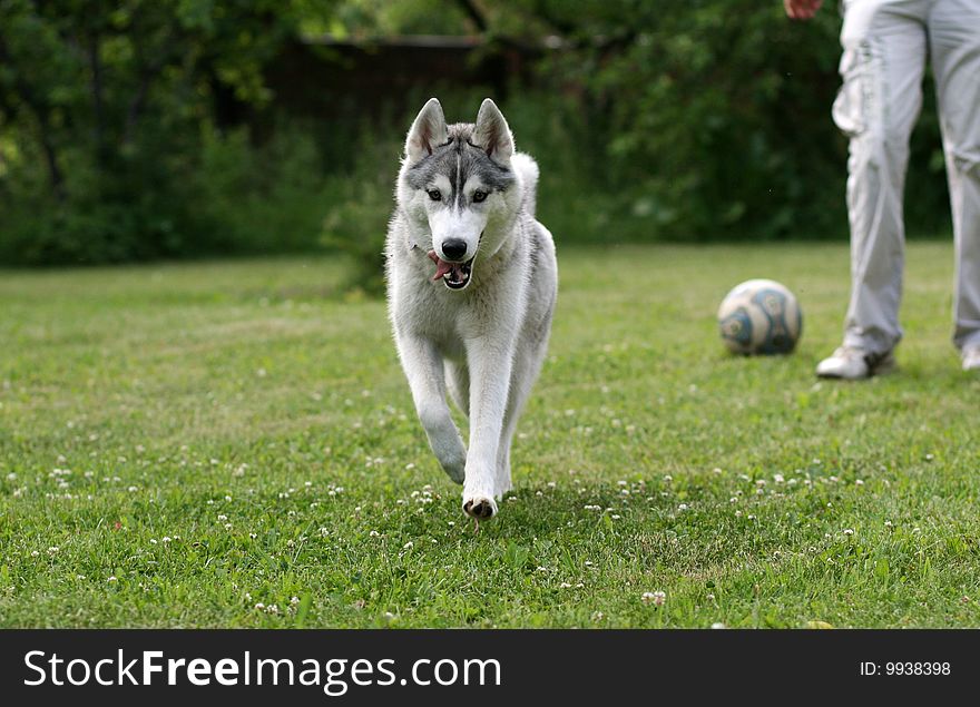 Beautiful dog - siberian husky outdoor