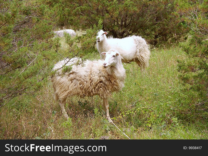 Alert white sheep in the forest