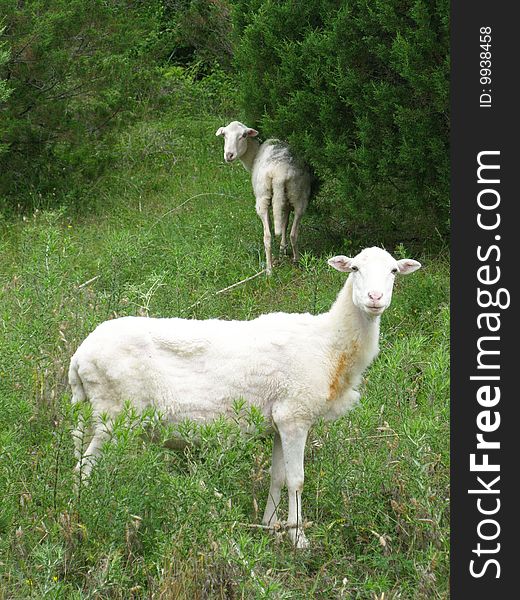 Alert white sheep in the forest