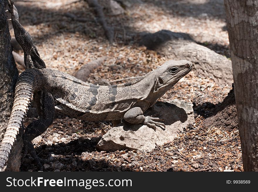 Iguana lizard hiding in the shade in mexico