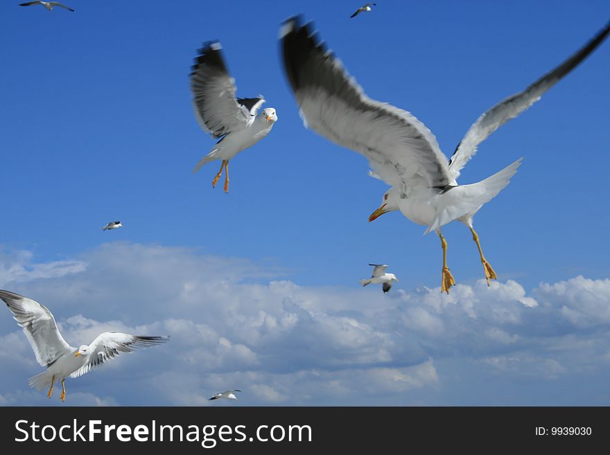 a group of sea gulls flying in the blue sky. a group of sea gulls flying in the blue sky