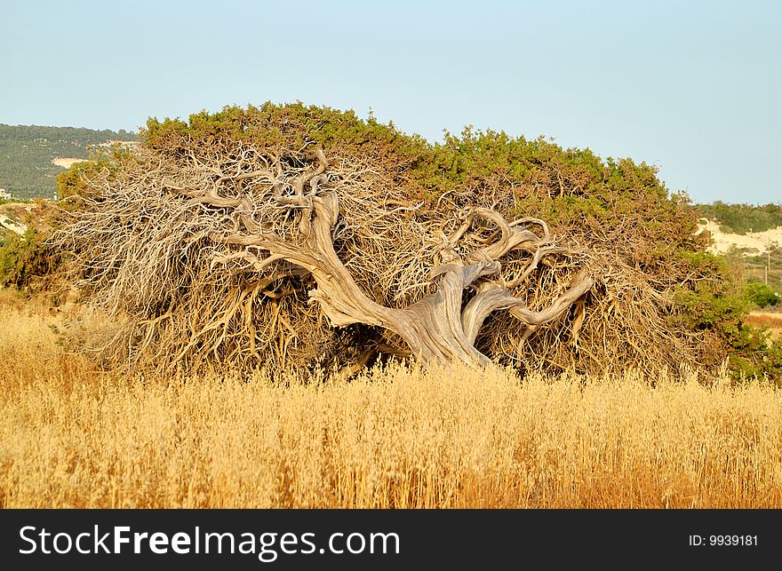 An old tree of juniper above yellow grass. An old tree of juniper above yellow grass.