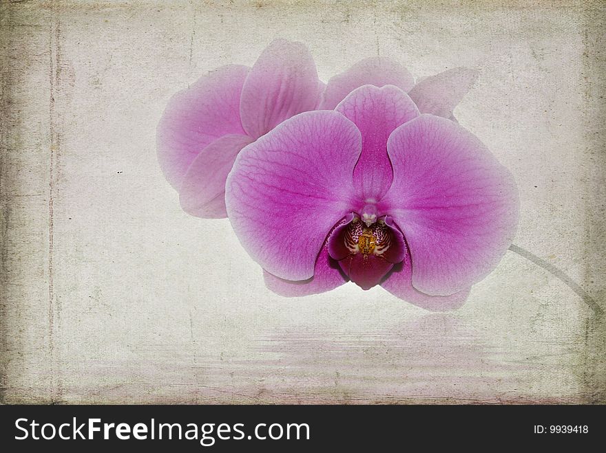 Orchid blossom with texture effect. Orchid blossom with texture effect.