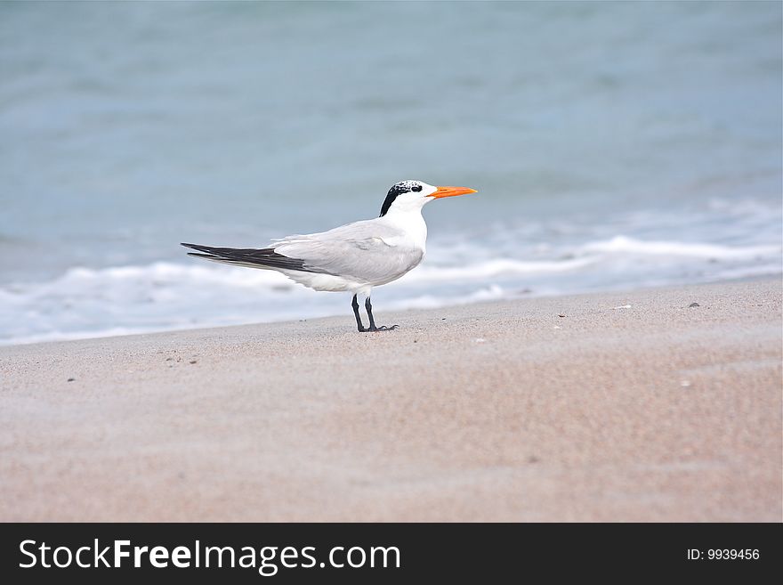 A seagull on the beach