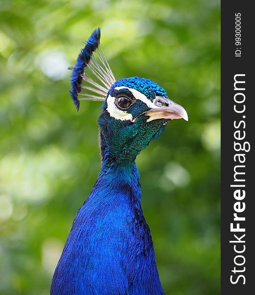 Peafowl, Bird, Beak, Galliformes