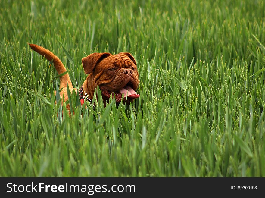 Grass, Dog Like Mammal, Dog, Dog Breed