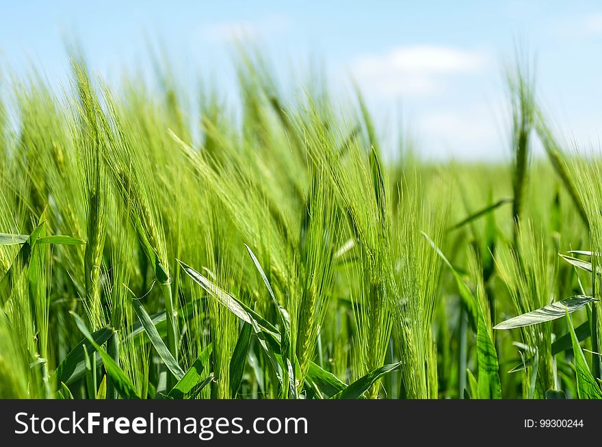 Field, Grass, Crop, Grass Family