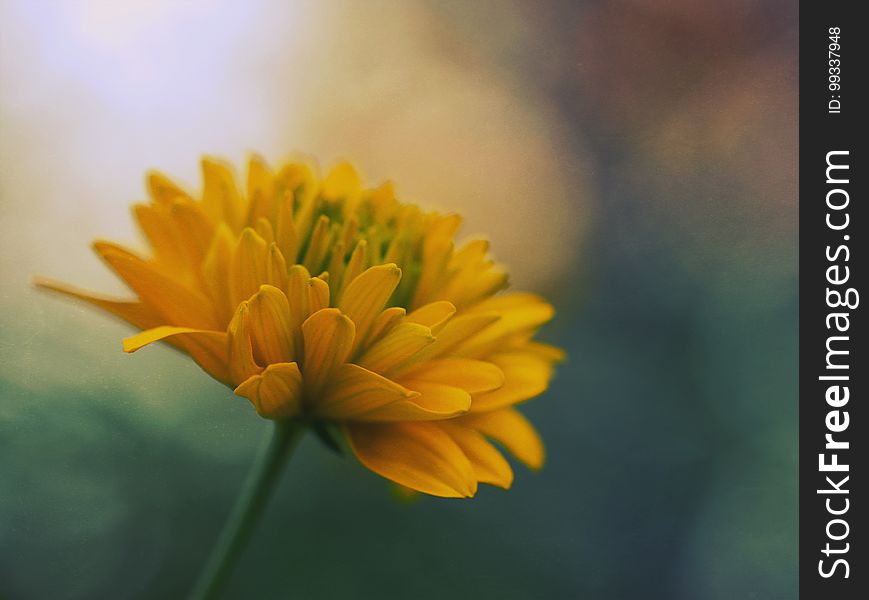 A macro of a lush yellow flower.