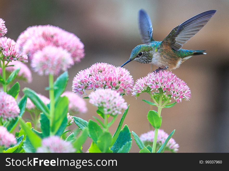 A hummingbird drinking nectar from flowers.