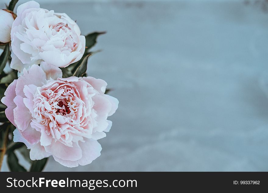 A close up of a pair of pink peony flowers. A close up of a pair of pink peony flowers.