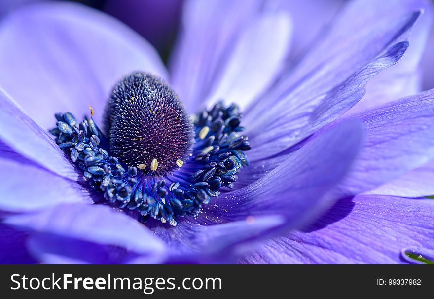 A closeup of a purple flower. A closeup of a purple flower.