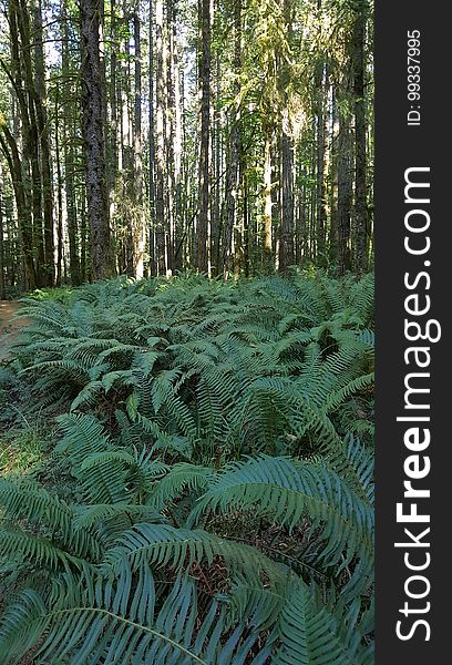 Ferns In Forest