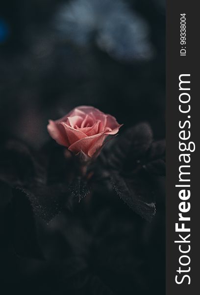 A pink rose against a dark background.