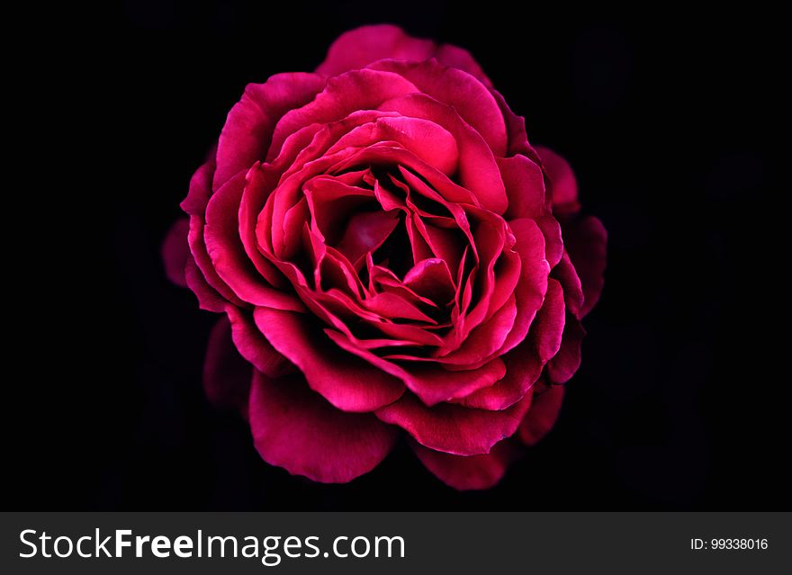 A beautiful red rose in full bloom isolated on black.