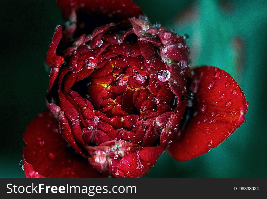 Red Peony With Dew Drops