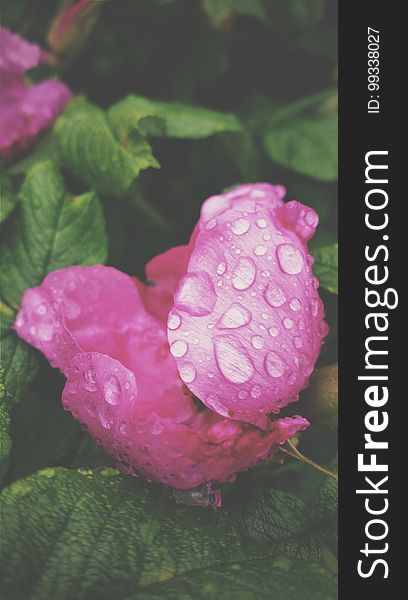 Closeup of a pink rose with water drops.