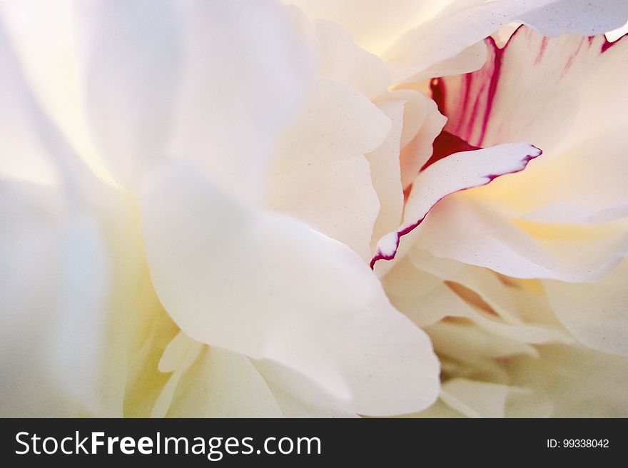 Closeup of white petal flowers ringed with red. Closeup of white petal flowers ringed with red.