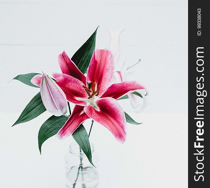 A pink tiger lily in a glass vase.