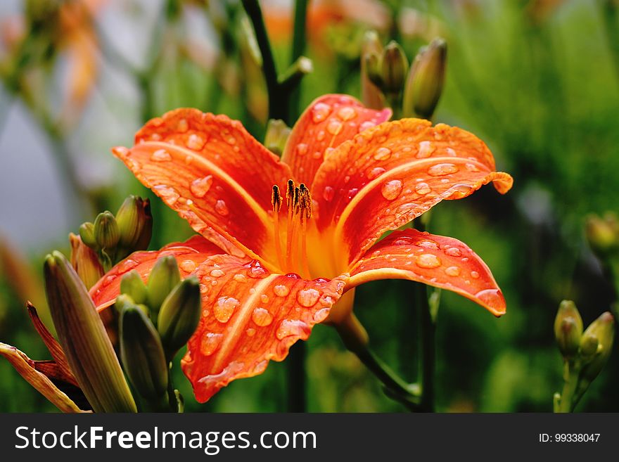 Closeup of orange colored Chinese lily after the rain, blurred background. Closeup of orange colored Chinese lily after the rain, blurred background.