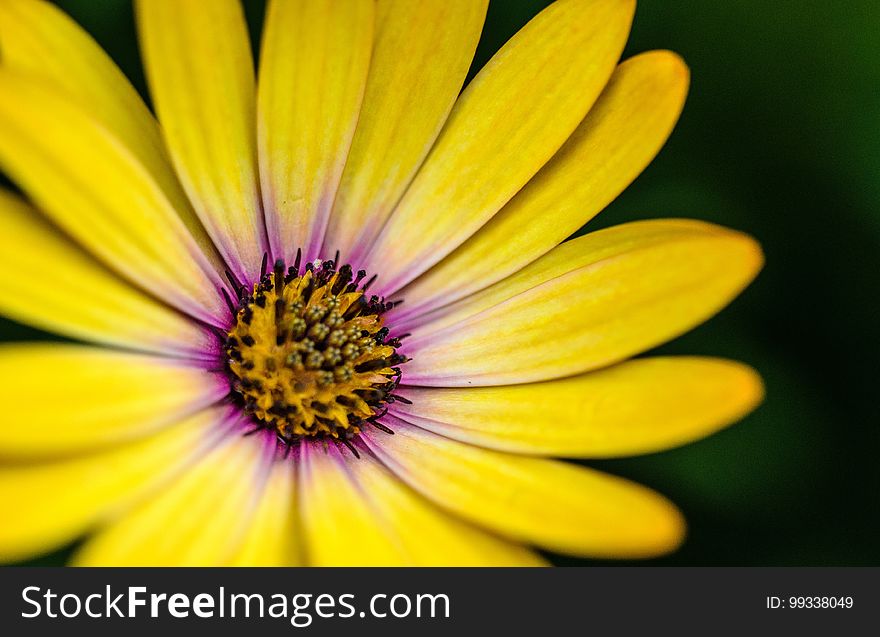 Closeup of yellow Gerbera flower (Transvaal Daisy) of a plant named Asteraceae with delicate petals and touch of purple color, dark background.