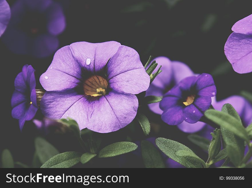 A close up of violet flowers with a blurred background.