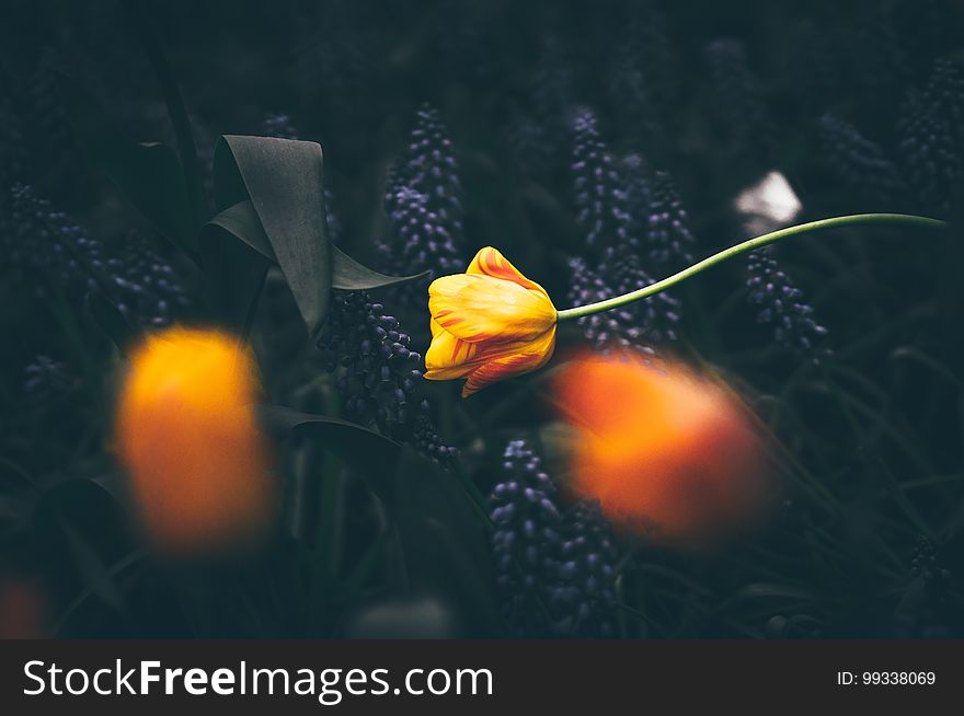 Yellow tulip on an abstract background.