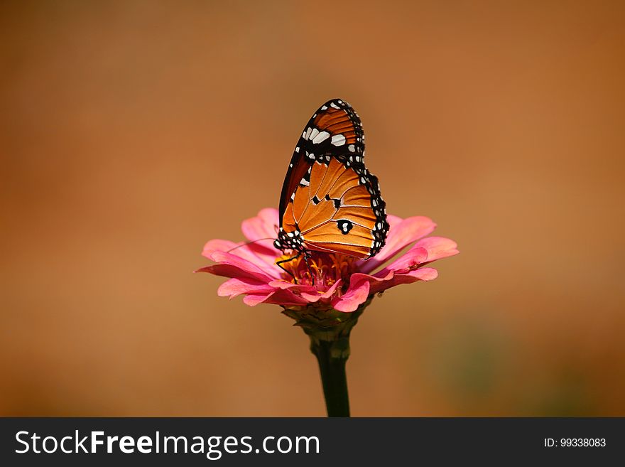 A monarch butterfly rests on a flower.