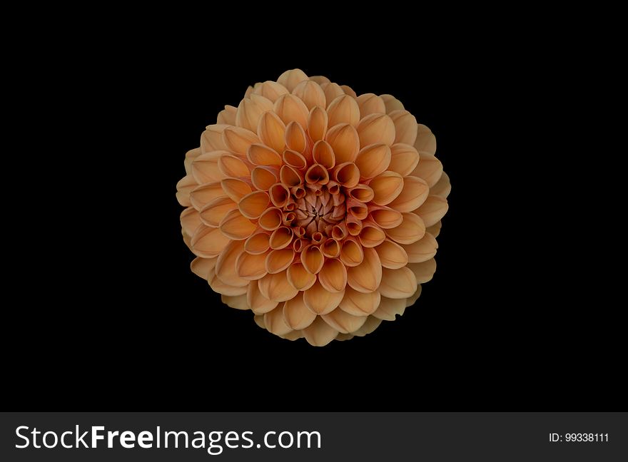 A colorful dahlia flower on black background.