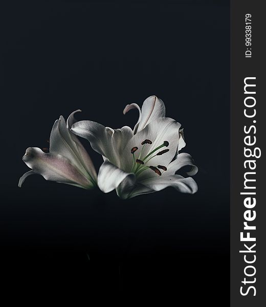 A close up of white lily flowers on a black background. A close up of white lily flowers on a black background.