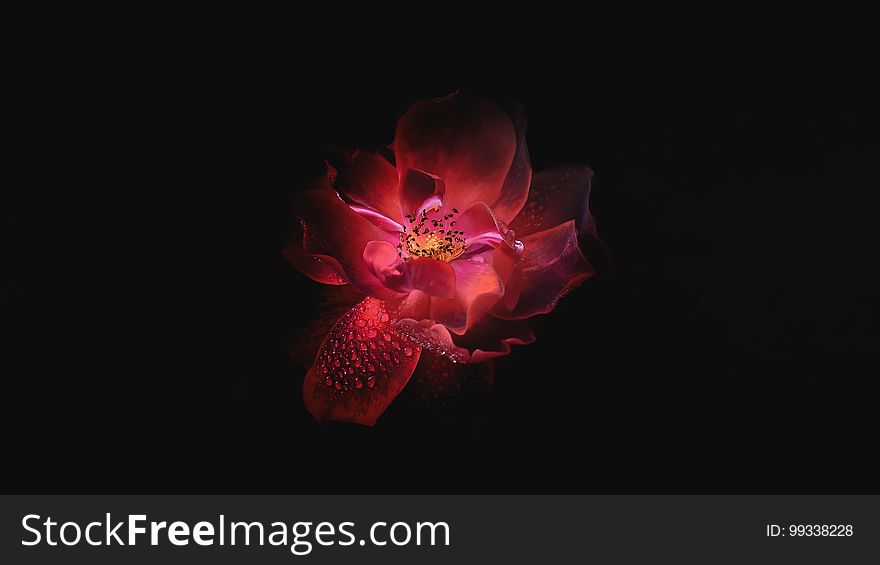 A red rose with dew drops on a black background.